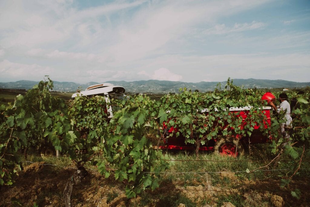 vendemmia Toiano Vinci Azienda Agricola Fralupaia