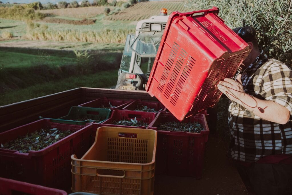 Produzione Olio Vinci