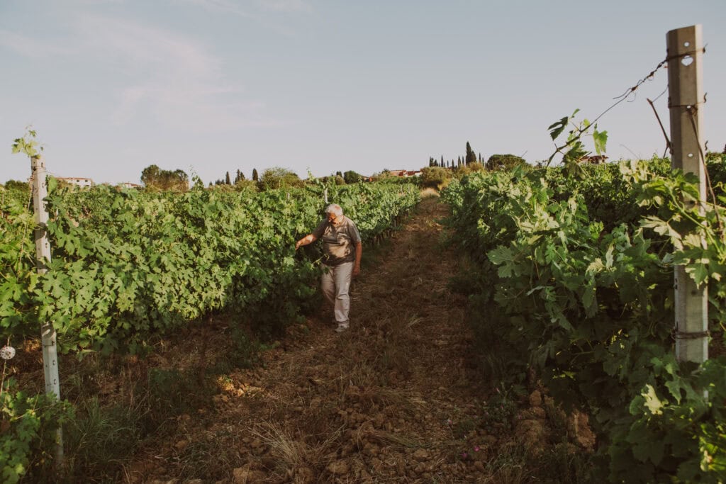 un filare nel chianti