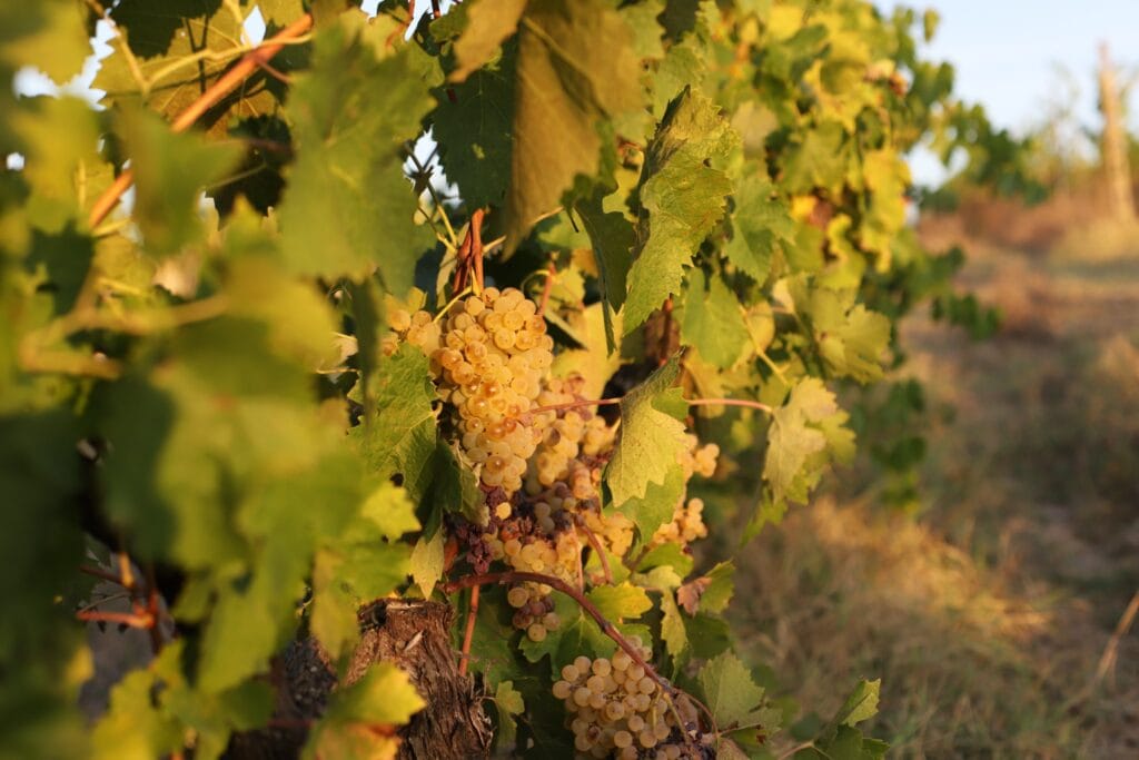 uva bianca fralupaia Vinci