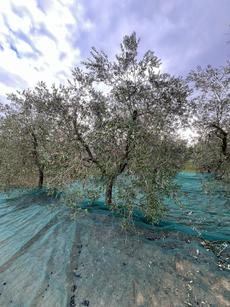 olive apparita