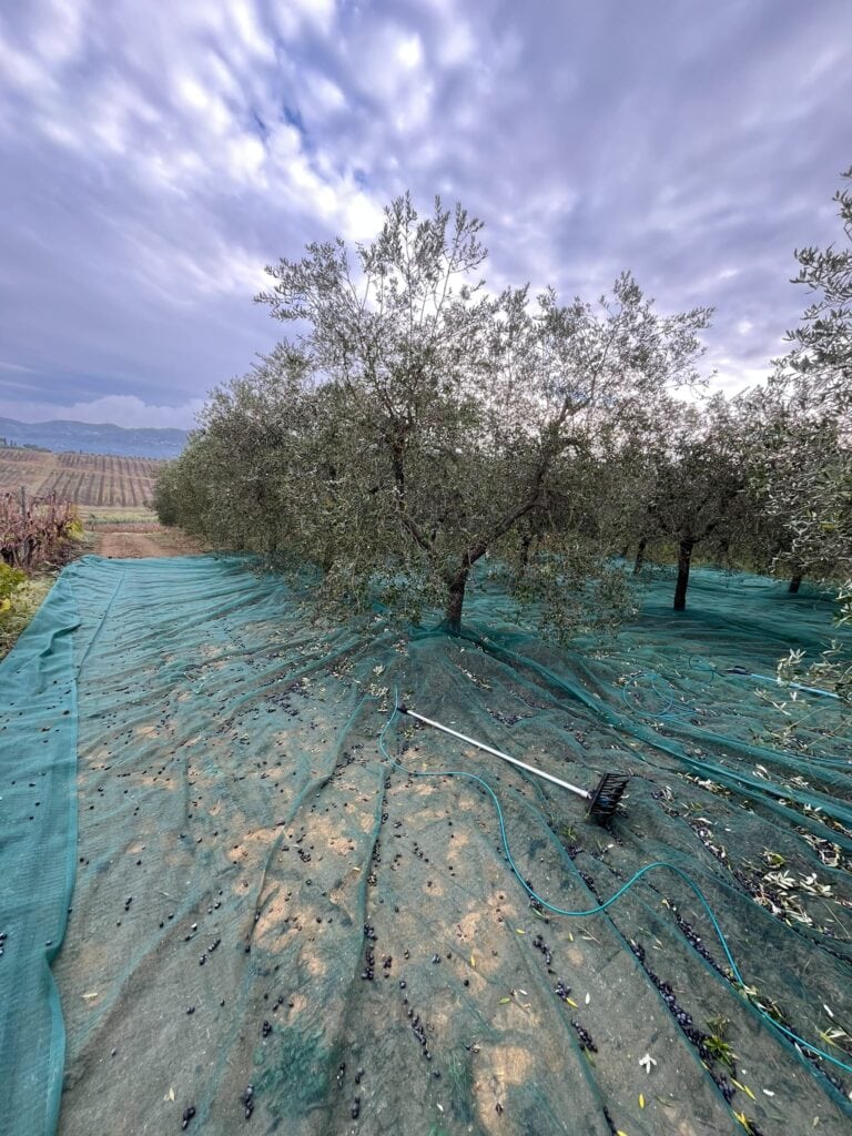 olio fralupaia