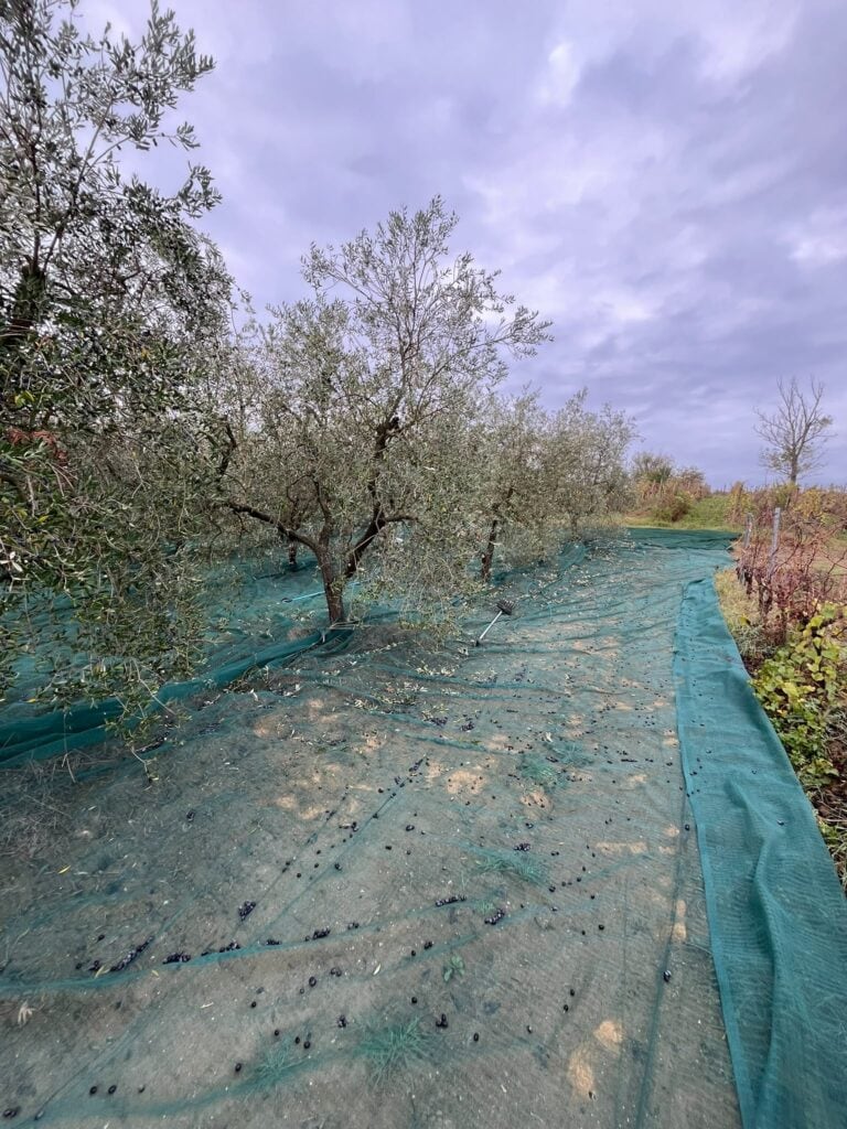 raccolta olive fralupaia